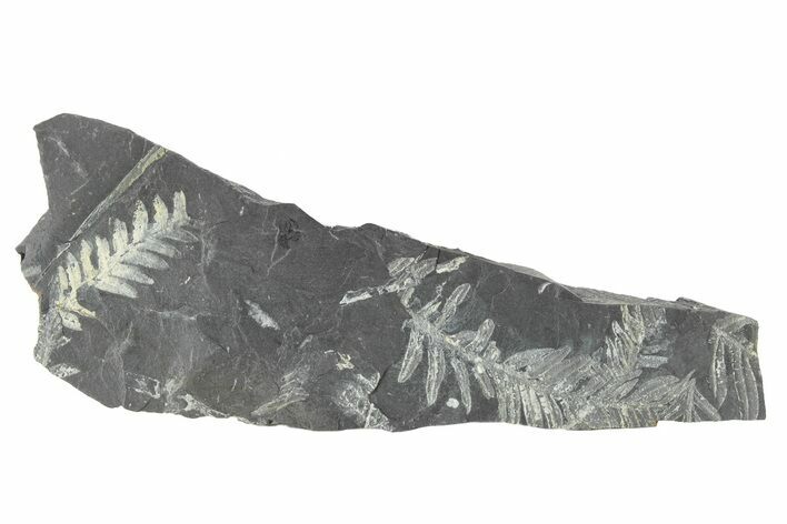 Fossil Seed Fern (Alethopteris) Plate - Pennsylvania #229343